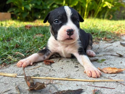 Les chiots de American Staffordshire Terrier