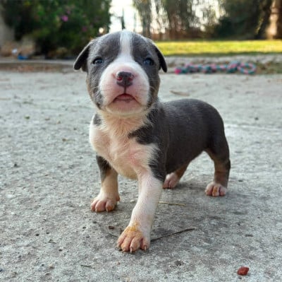 Les chiots de American Staffordshire Terrier