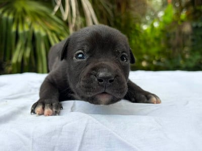 Les chiots de American Staffordshire Terrier