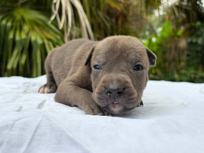 Les chiots de American Staffordshire Terrier