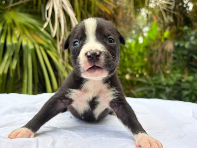 Les chiots de American Staffordshire Terrier