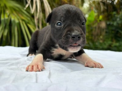 Les chiots de American Staffordshire Terrier