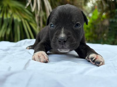 Les chiots de American Staffordshire Terrier
