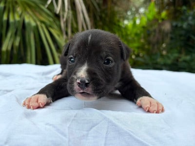 Les chiots de American Staffordshire Terrier