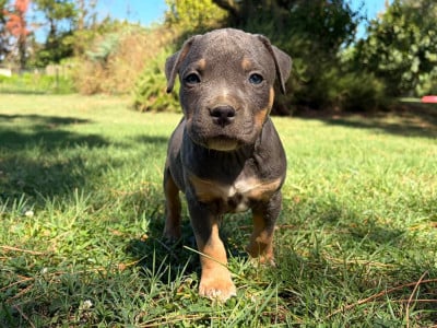 Les chiots de American Staffordshire Terrier