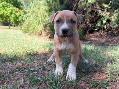 Les chiots de American Staffordshire Terrier