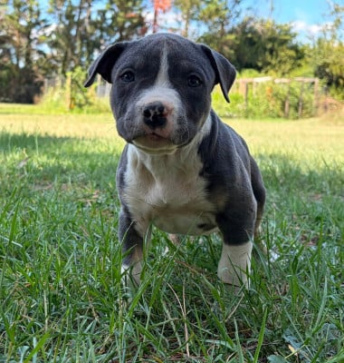 Les chiots de American Staffordshire Terrier