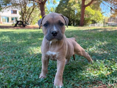 Les chiots de American Staffordshire Terrier