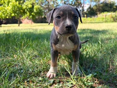 Les chiots de American Staffordshire Terrier