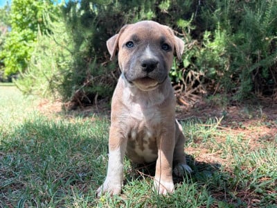 Les chiots de American Staffordshire Terrier