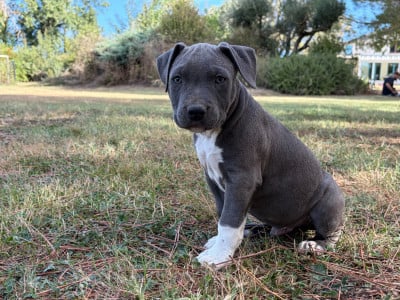 Les chiots de American Staffordshire Terrier
