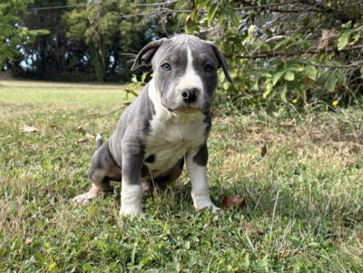 Les chiots de American Staffordshire Terrier