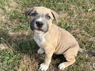 Les chiots de American Staffordshire Terrier