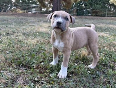 Les chiots de American Staffordshire Terrier