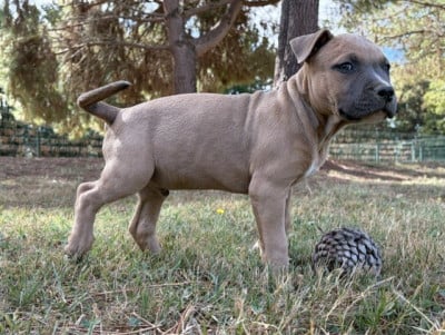 Les chiots de American Staffordshire Terrier
