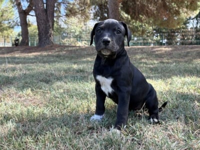Les chiots de American Staffordshire Terrier