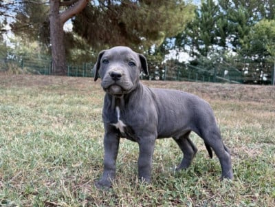 Les chiots de American Staffordshire Terrier