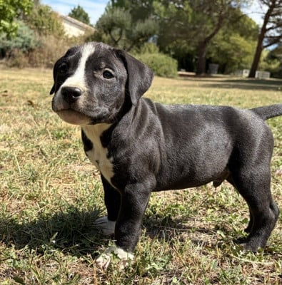 Les chiots de American Staffordshire Terrier