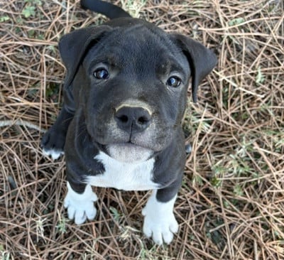 Les chiots de American Staffordshire Terrier