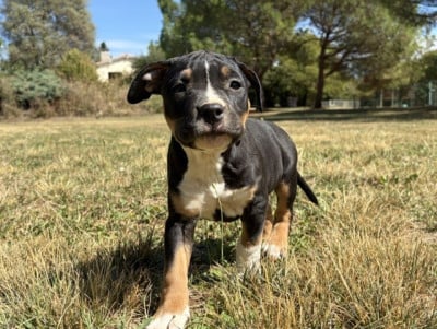 Les chiots de American Staffordshire Terrier