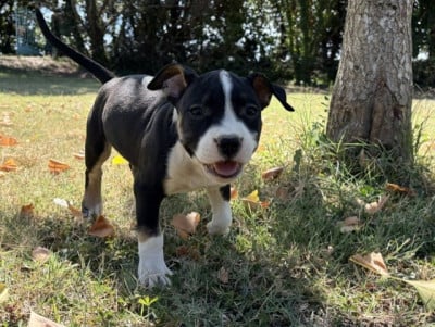 Les chiots de American Staffordshire Terrier