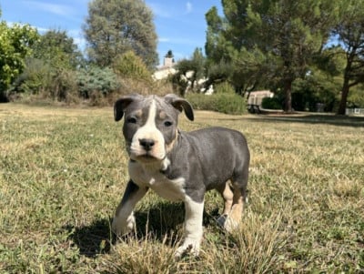 Les chiots de American Staffordshire Terrier