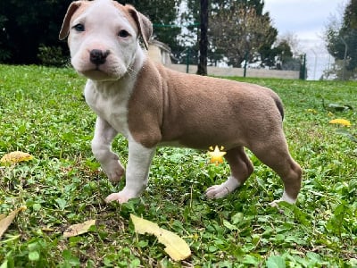 Les chiots de American Staffordshire Terrier