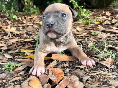 Les chiots de American Staffordshire Terrier