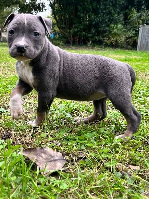 Les chiots de American Staffordshire Terrier