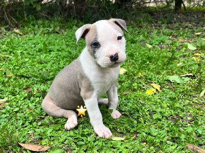 Les chiots de American Staffordshire Terrier