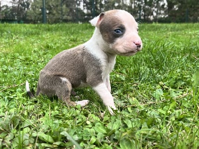 Les chiots de American Staffordshire Terrier