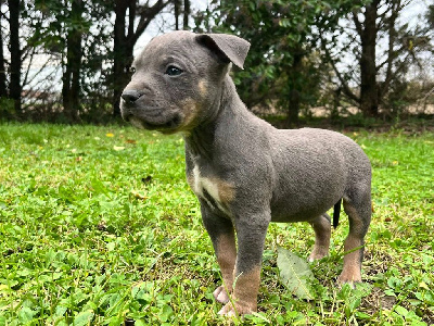 Les chiots de American Staffordshire Terrier