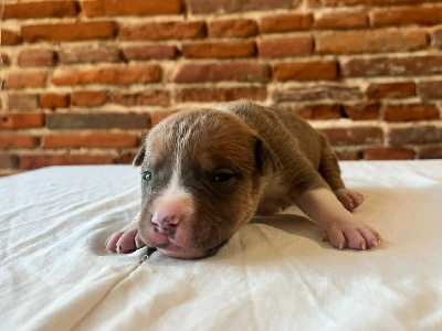 Les chiots de American Staffordshire Terrier