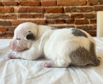 Les chiots de American Staffordshire Terrier