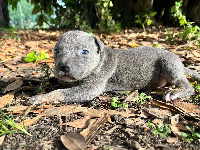 Les chiots de American Staffordshire Terrier
