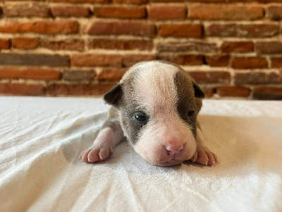 Les chiots de American Staffordshire Terrier