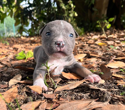 Les chiots de American Staffordshire Terrier