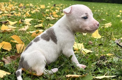 Les chiots de American Staffordshire Terrier