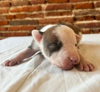 Les chiots de American Staffordshire Terrier