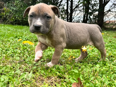 Les chiots de American Staffordshire Terrier