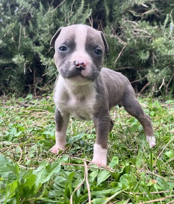 Les chiots de American Staffordshire Terrier