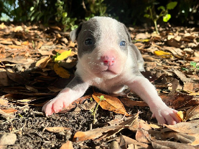 Les chiots de American Staffordshire Terrier