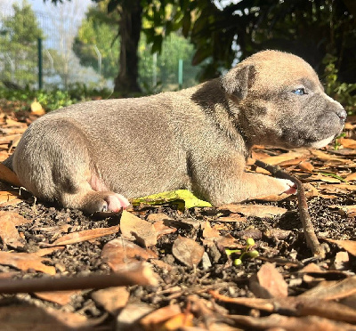 Les chiots de American Staffordshire Terrier