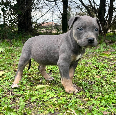 Les chiots de American Staffordshire Terrier