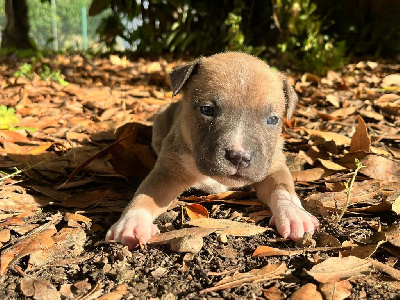 Les chiots de American Staffordshire Terrier