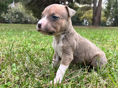Les chiots de American Staffordshire Terrier