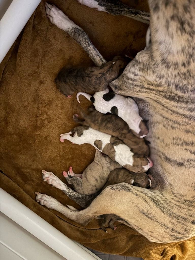 Whippet - Des Soft Madnesses