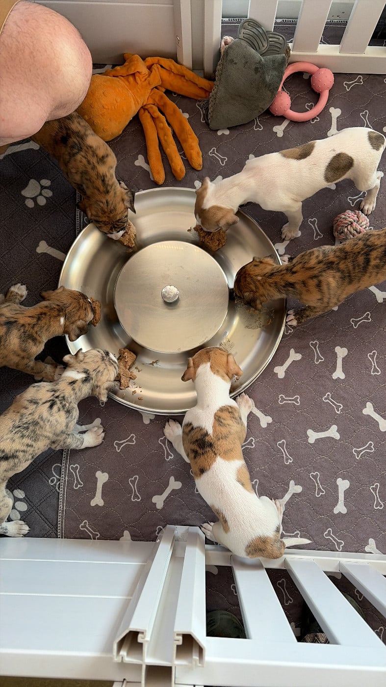 Whippet - Des Soft Madnesses