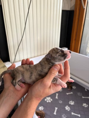 Les chiots de Whippet