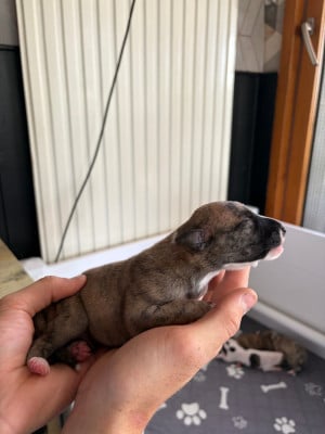 Les chiots de Whippet